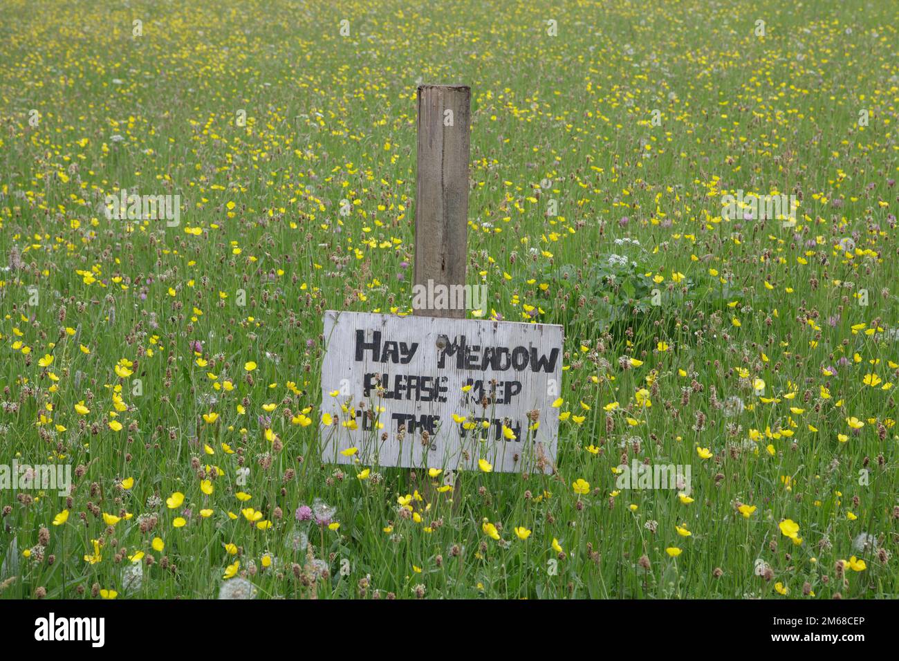 Hay meadows full of wild flowers in Teesdale, County Durham Stock Photo