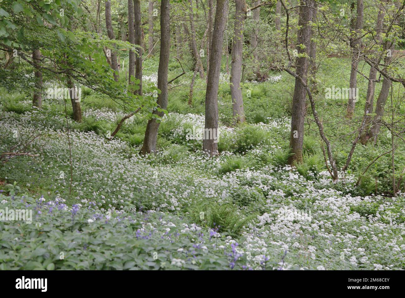 Wild Garlic (Allium ursinum) grows on the woodland floor in Teesdale, County Durham Stock Photo