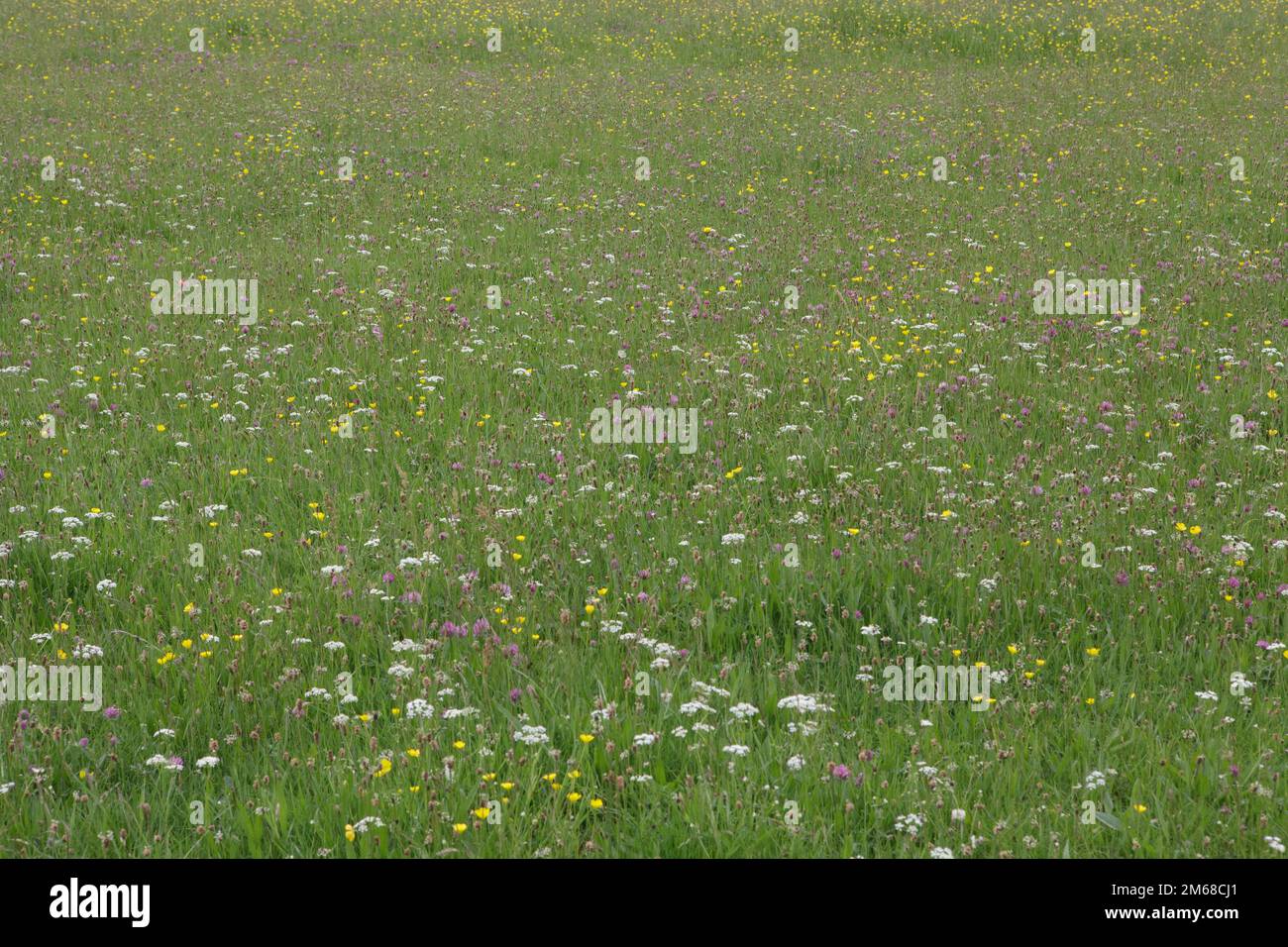 Hay meadows full of wild flowers in Teesdale, County Durham Stock Photo
