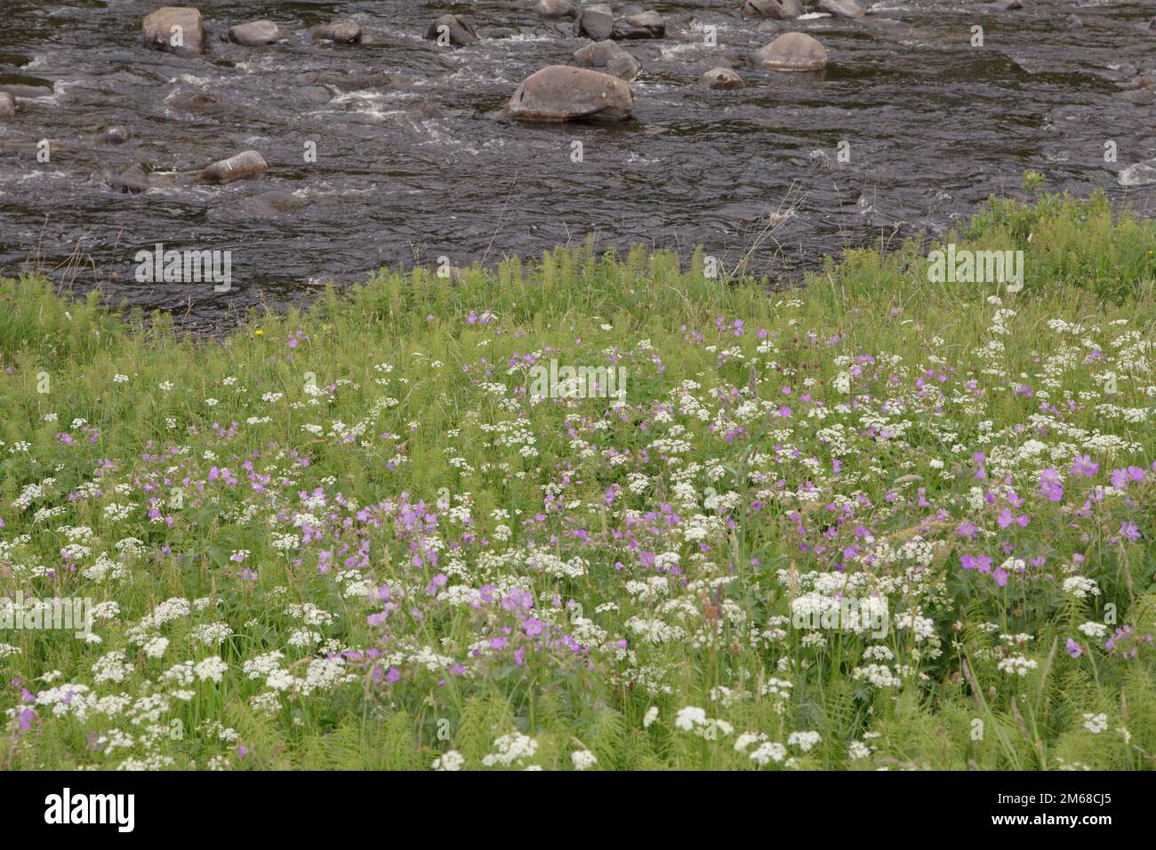 Wild flowers and plants grow on the bank of the River Tees in County Durham Stock Photo