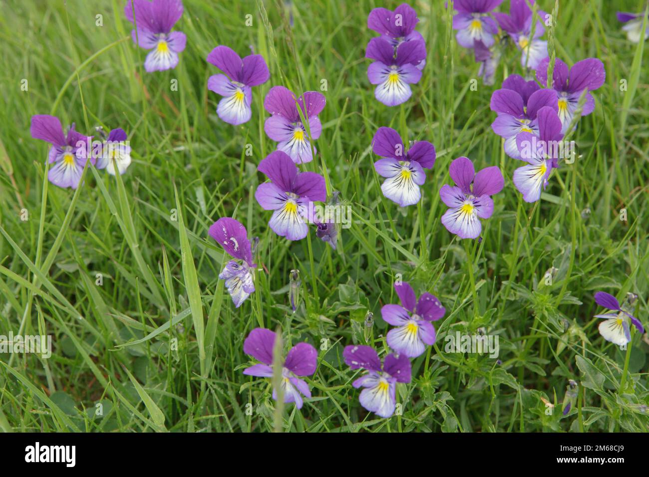 A clump of wild pansy Viola Tricolor growing by the River Tees in Moor House Upper Teesdale, County Durham Stock Photo