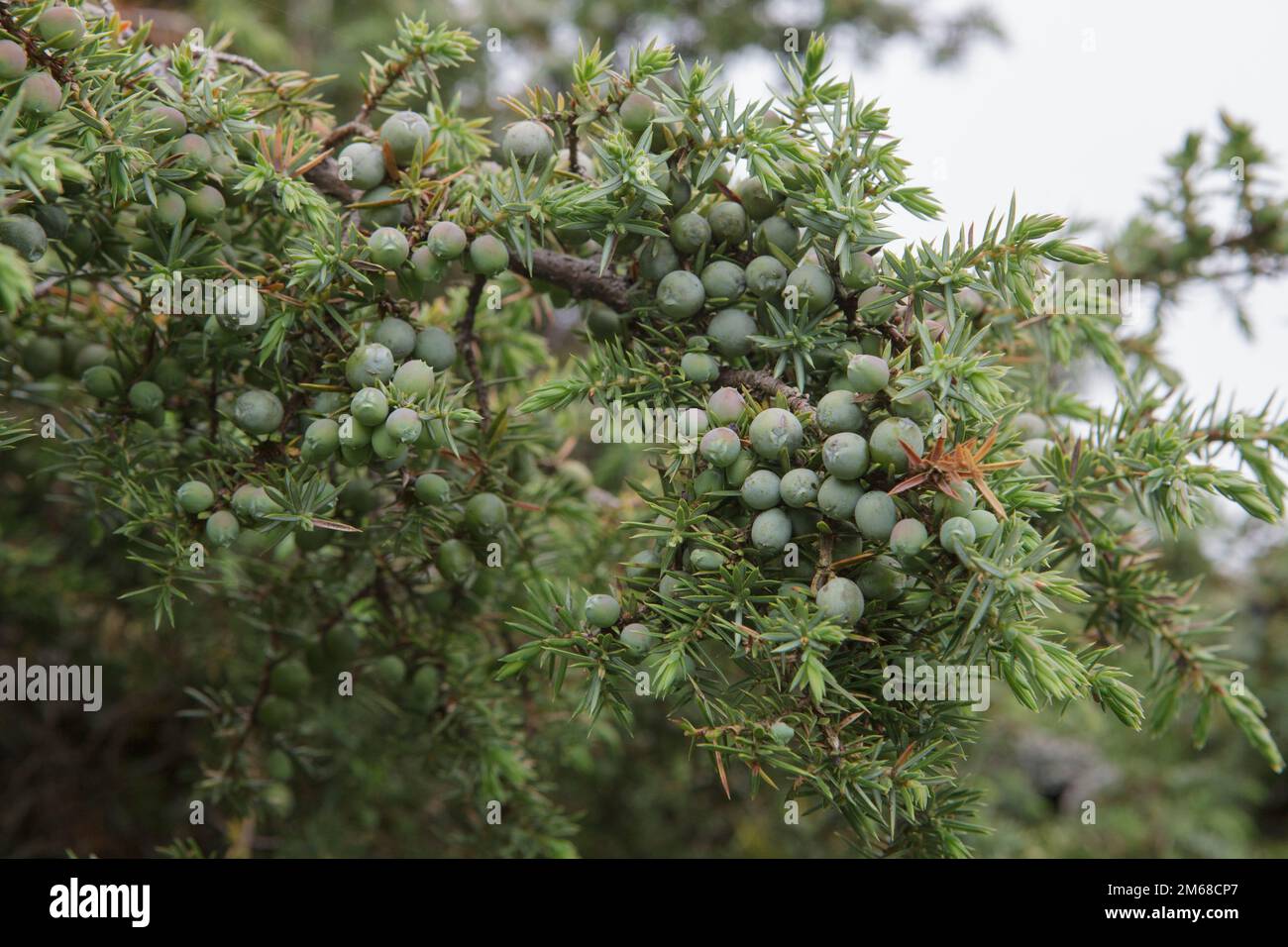 Juniper berries on Juniperus Communis or Common Juniper bushes in Upper Teesdale, County Durham Stock Photo
