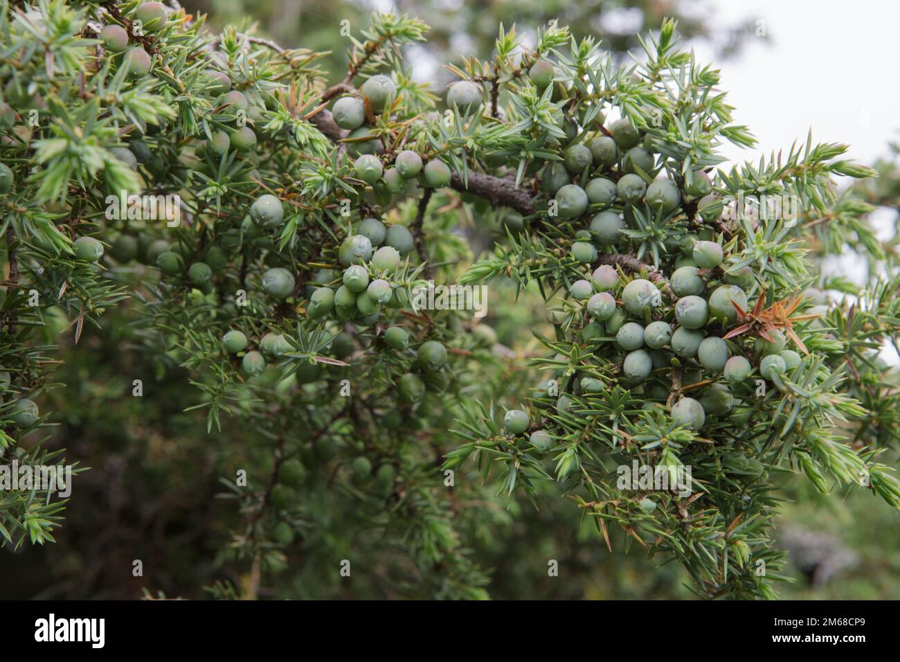 Juniper berries on Juniperus Communis or Common Juniper bushes in Upper Teesdale, County Durham Stock Photo