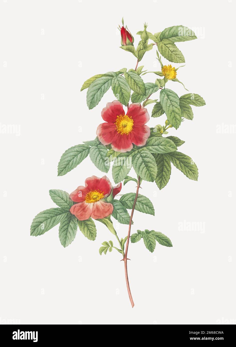 Vintage single may rose vector Stock Vector