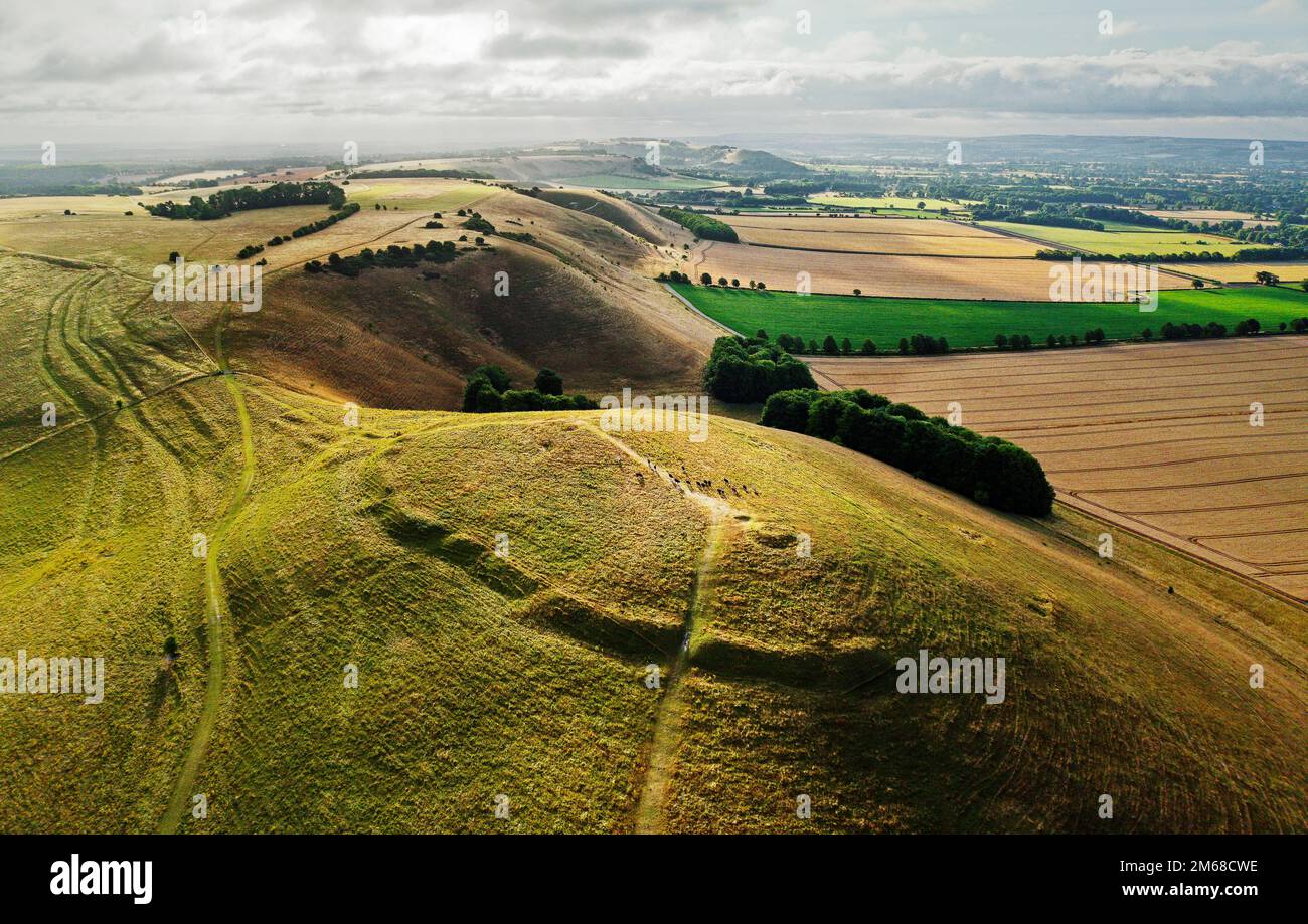 Knap Hill prehistoric Neolithic causewayed enclosure approx. 5500 years old. View E. into Vale of Pewsey, Wiltshire. Barrow visible in front of cattle Stock Photo