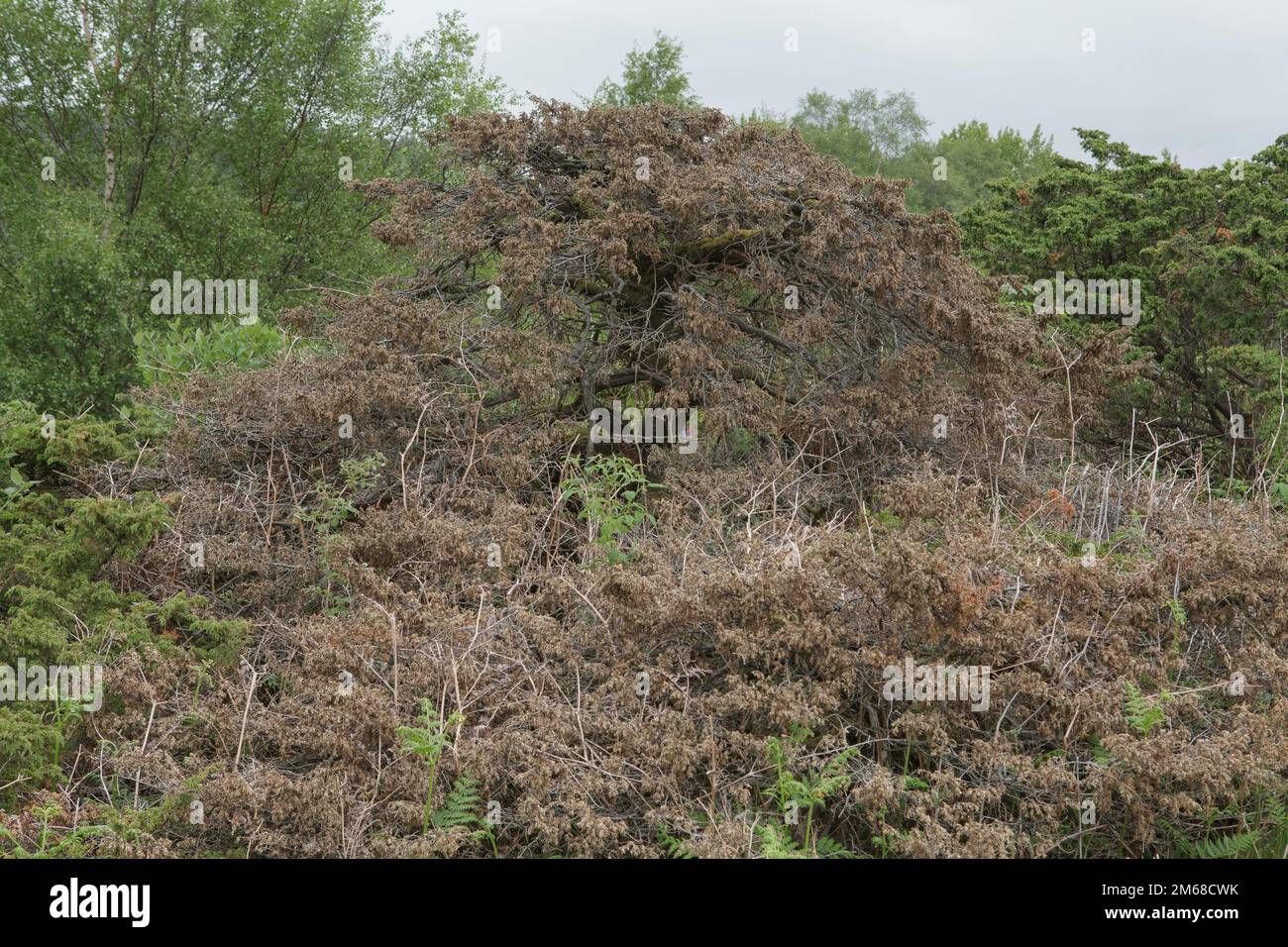 Dead and dying juniper trees in Moor House Upper Teesdale Nature Reserve where the Phytophthora austrocedri disease is killing the bushes Stock Photo