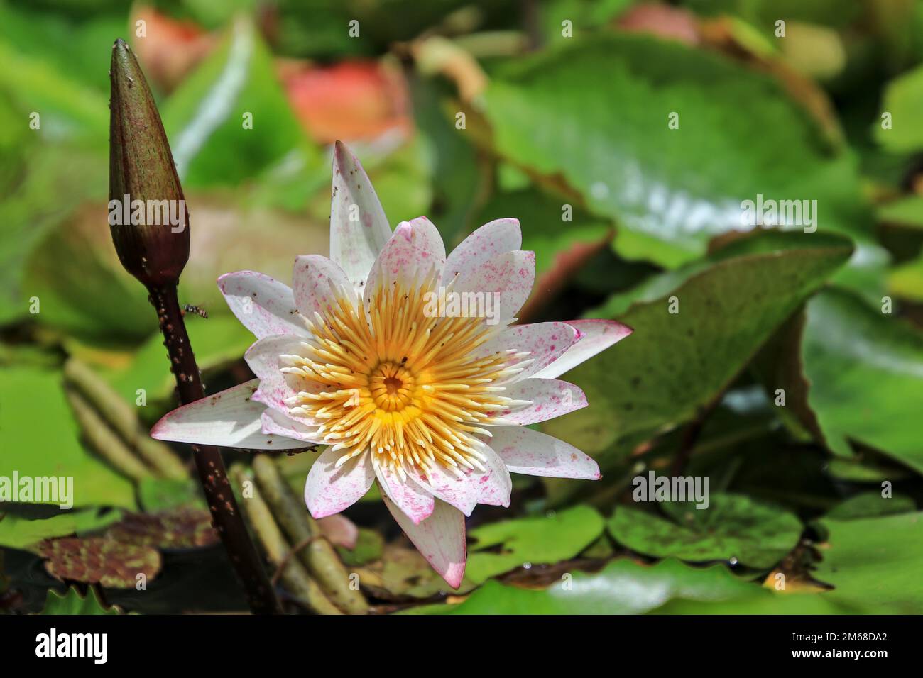 Blooming lotus flowers with buds are swarmed by swarms of flying insects. Stock Photo