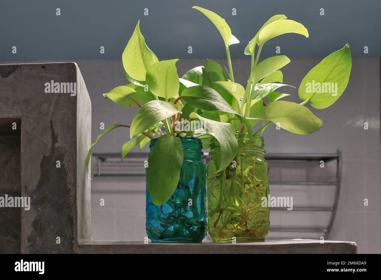 Golden pothos (Scindapsus aureus) add a touch of freshness to the bathroom. Planted in a clear, square glass. Stock Photo