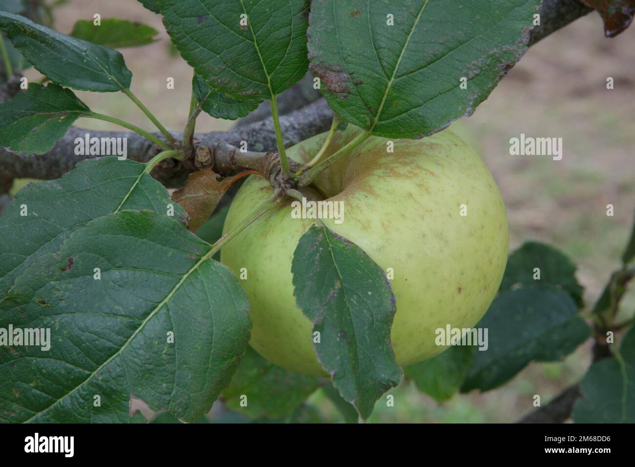 Green apples on a tree ready for picking Stock Photo