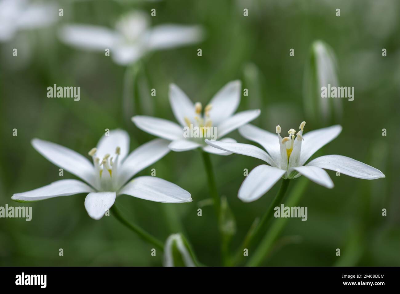 Ornithogalum flowers. beautiful bloom in the spring garden. Many white flowers of Ornithogalum. Ornithogalum umbellatum grass lily in bloom, small orn Stock Photo