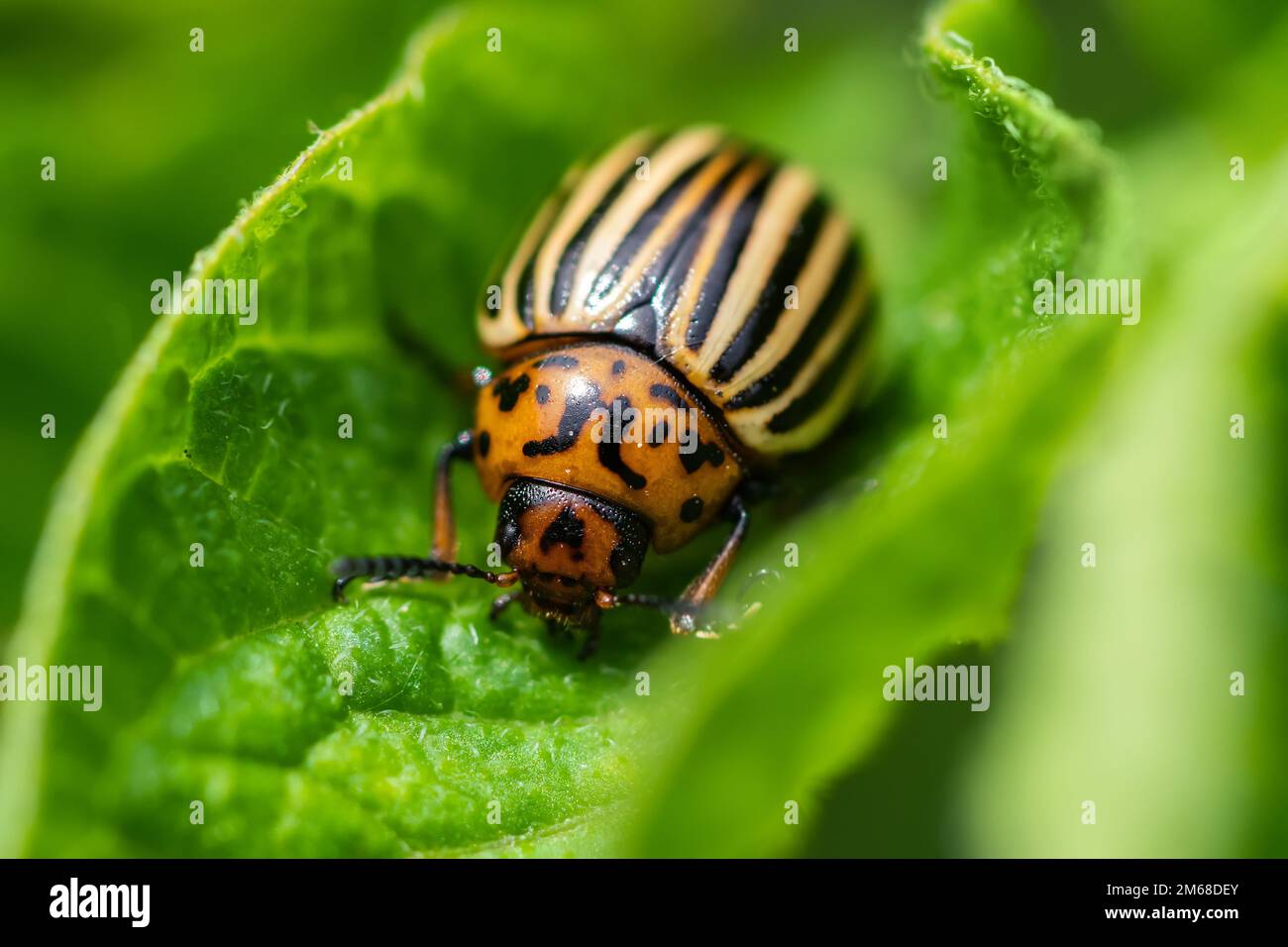 The Colorado potato beetle Leptinotarsa decemlineata is a serious pest of potatoes, tomatoes and eggplants. Insecticides are currently the main method Stock Photo