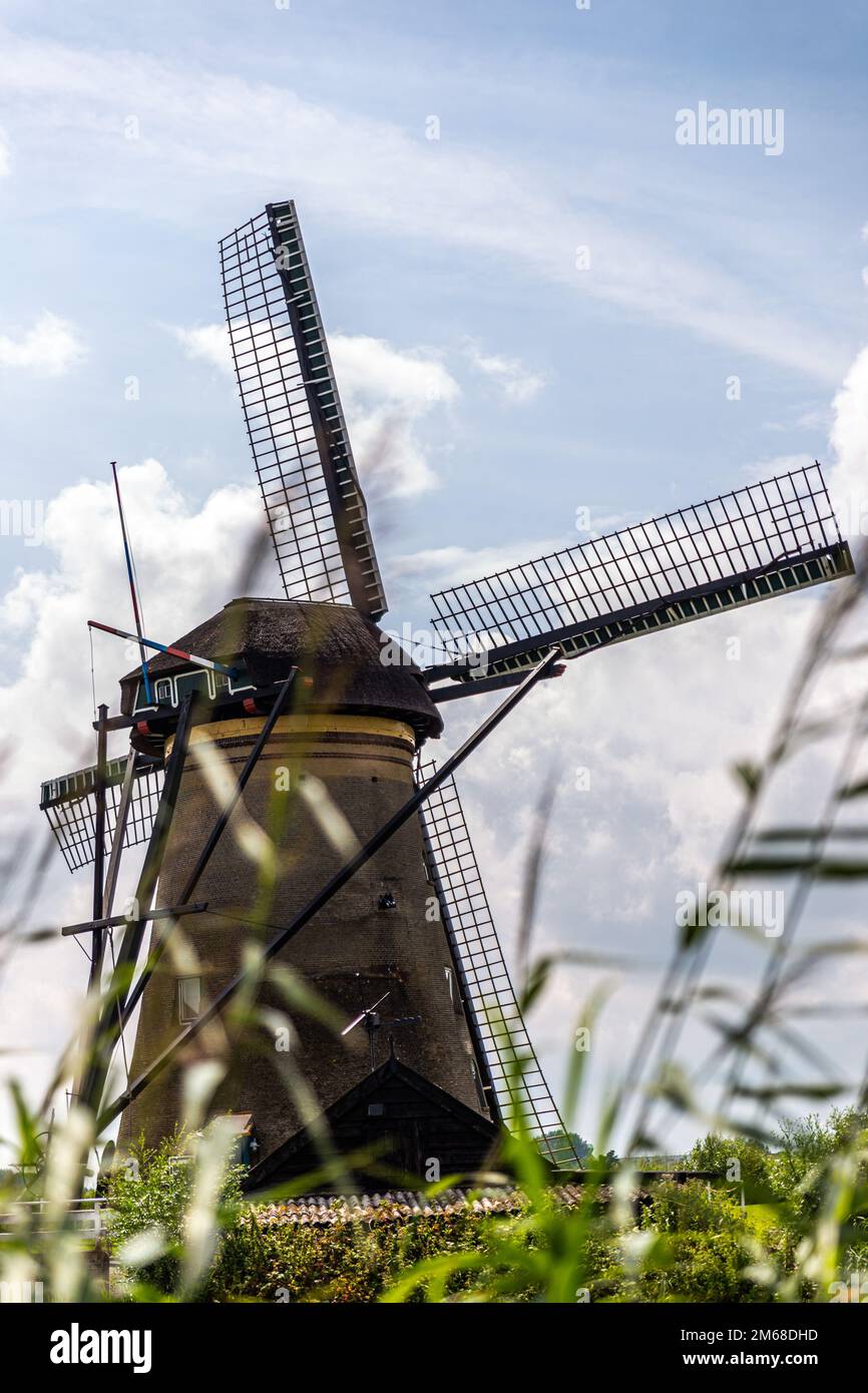 single windmill in holland with reed blurred in the foreground Stock ...