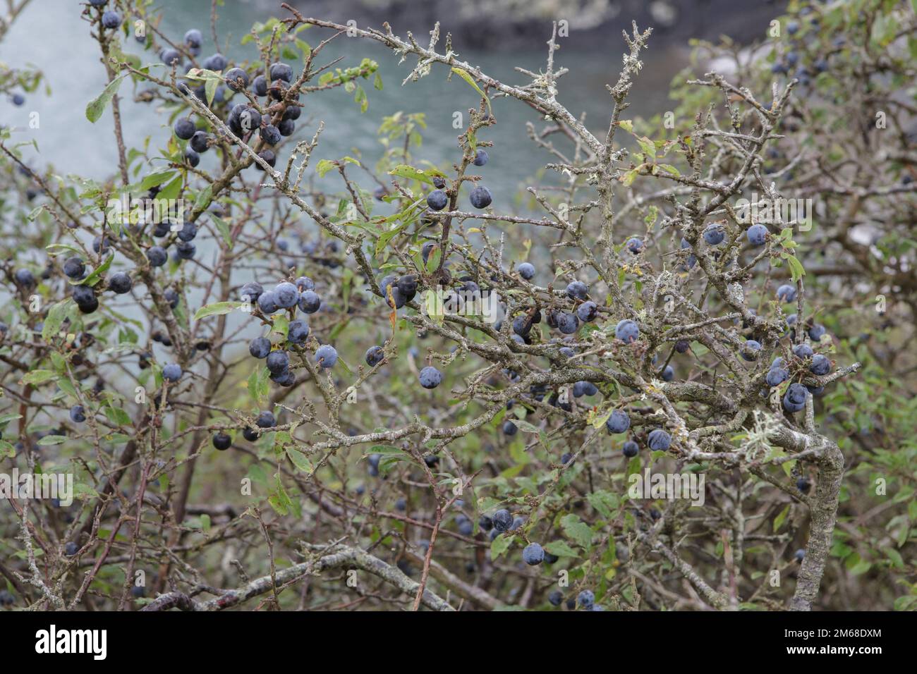 Sloe berries are the fruit of the Blackthorn or Prunus Spinosa growing