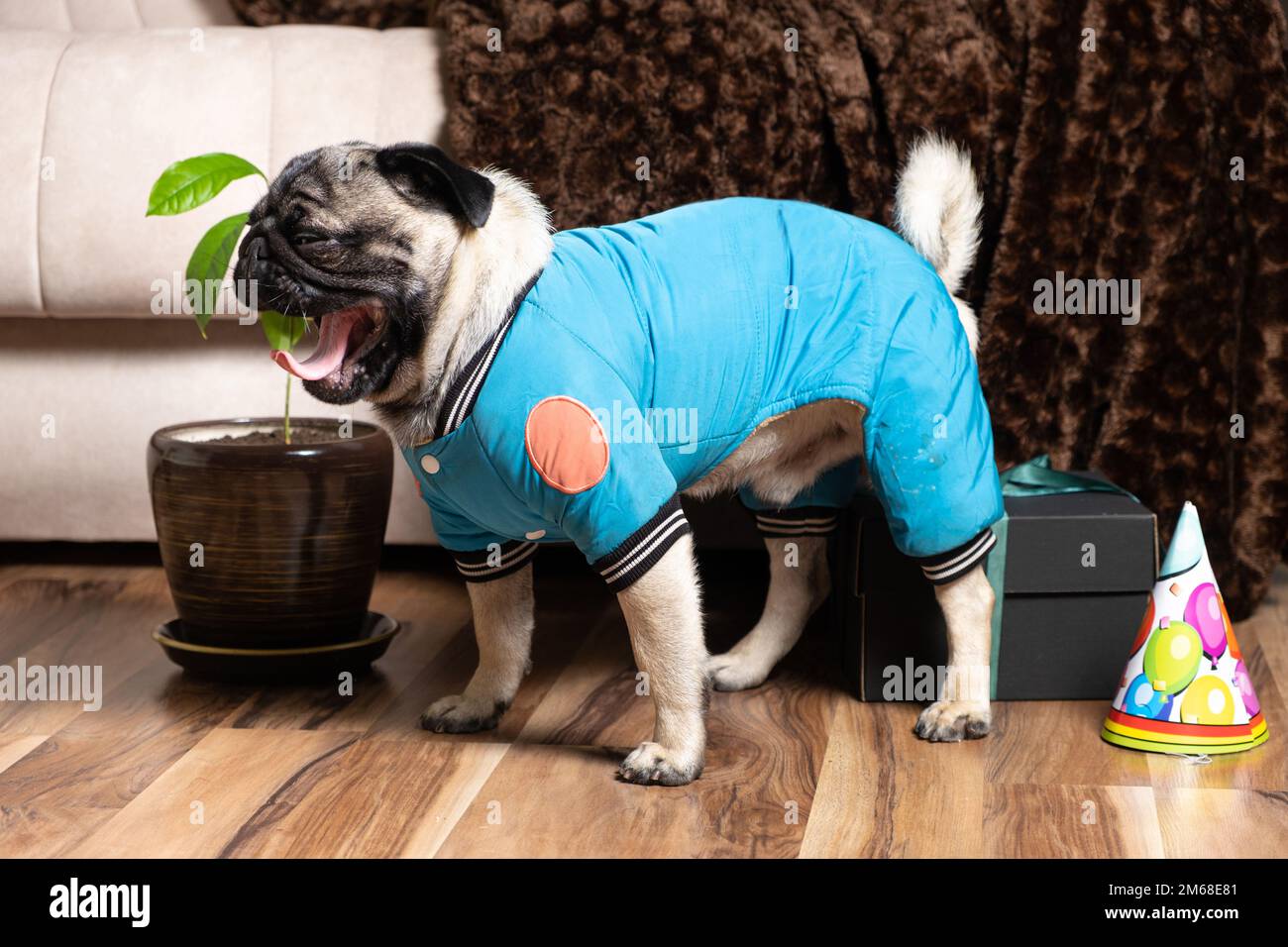 A handsome little one-year-old pug in a blue suit is celebrating a birthday. Stock Photo
