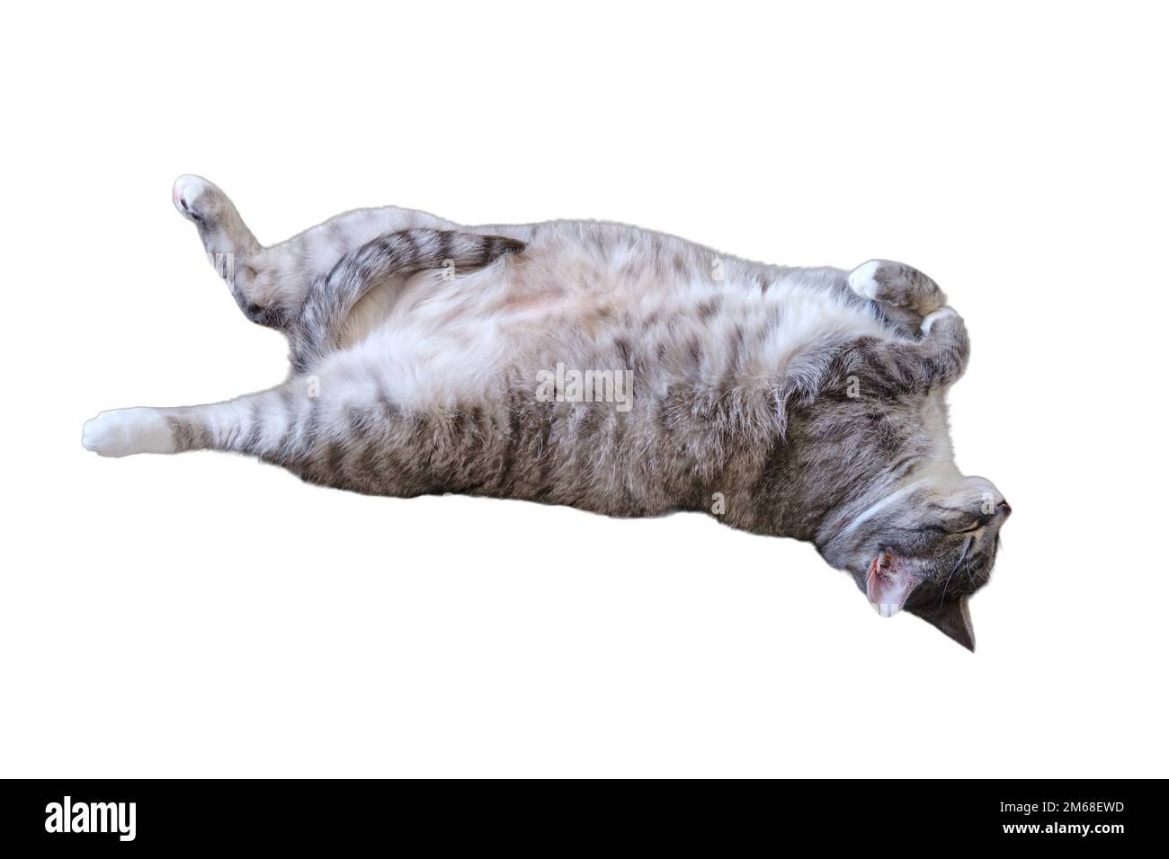 Pregnant cat stretched out on a gray bedspread, belly close up