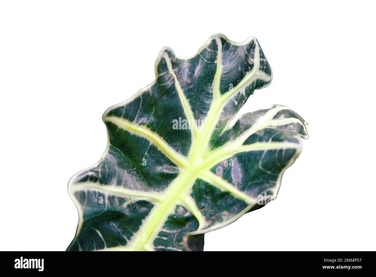 Alocasia x amazonica (Amazonian Elephant Ear) is a robust rhizomatous evergreen perennial with dark green color, isolated on a white background Stock Photo