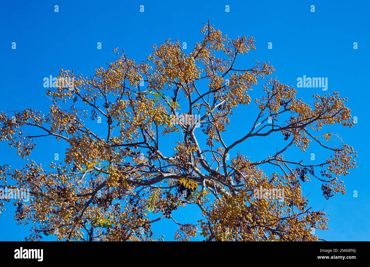 White cedar tree with fruits, Melia azedarach, poisonous to humans (not