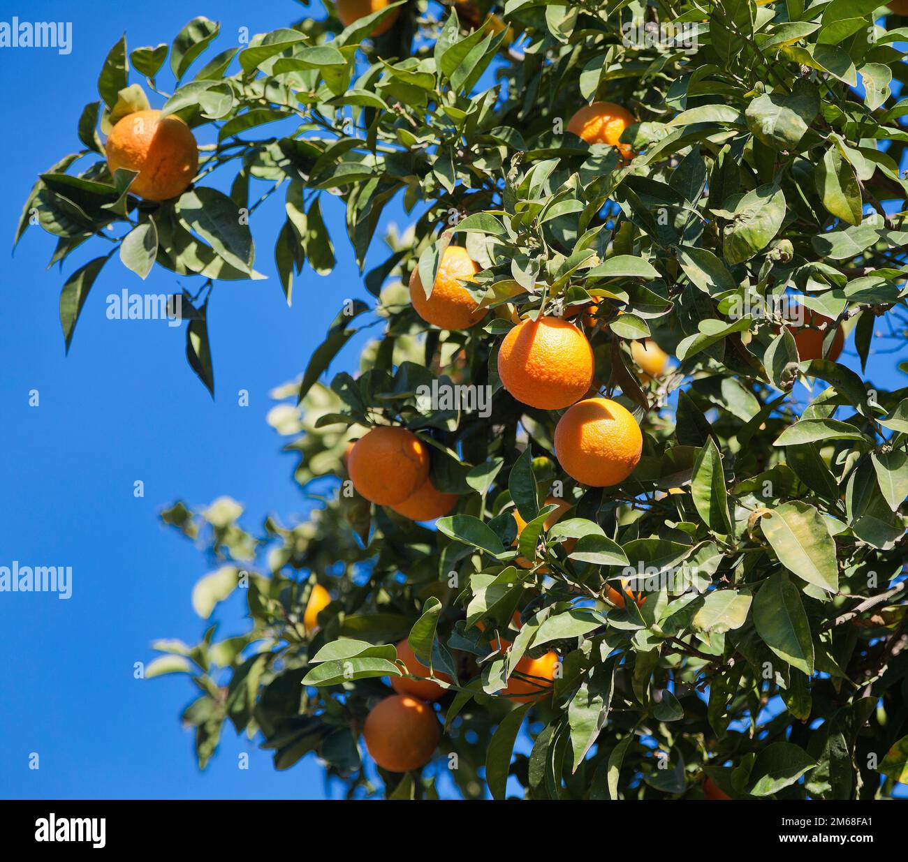 Orange citrus fruit growing on the tree Stock Photo