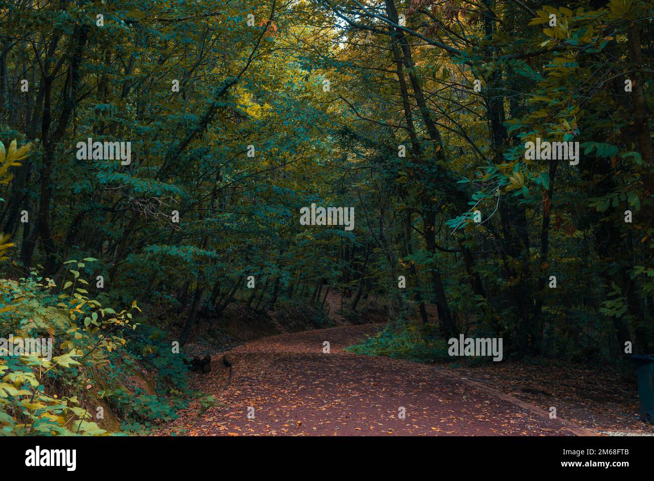 Jog or hike trail in the forest in the autumn. Healthy lifestyle concept photo. Polonezkoy Nature Park. Stock Photo