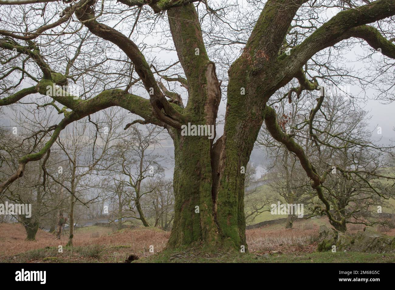 A split oak tree on the old Coffin Road which links the Lakeland towns of Ambleside and Grasmere Stock Photo