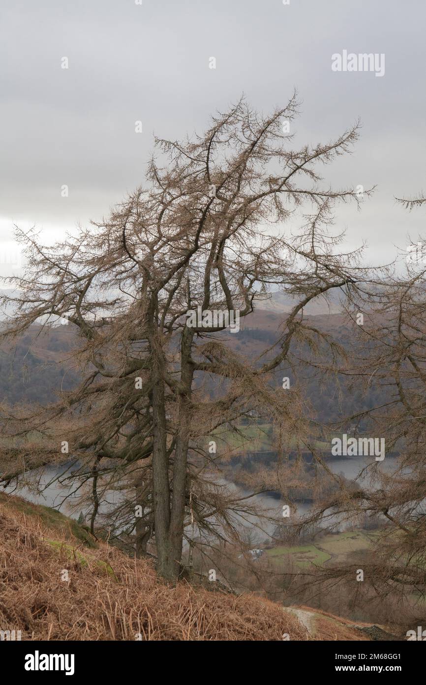 Larch trees growing by the footpath on the mountainside on Grey Crag, above Grasmere in the English Lake District Stock Photo