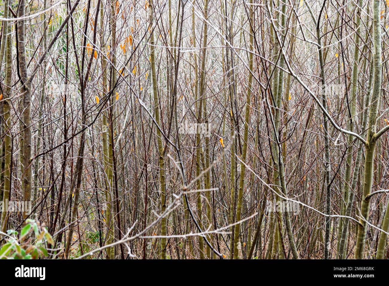 Frosty sweet chestnut saplings in an English chestnut coppice, East Sussex, UK. Castanea sativa Stock Photo
