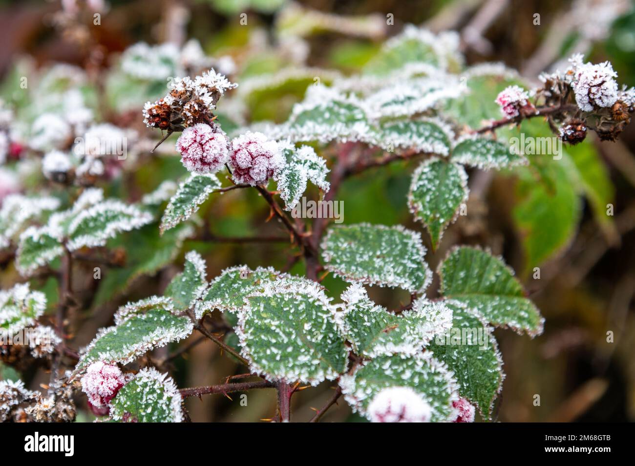 Frosted blackberries and leaves in December, England UK. Rubus