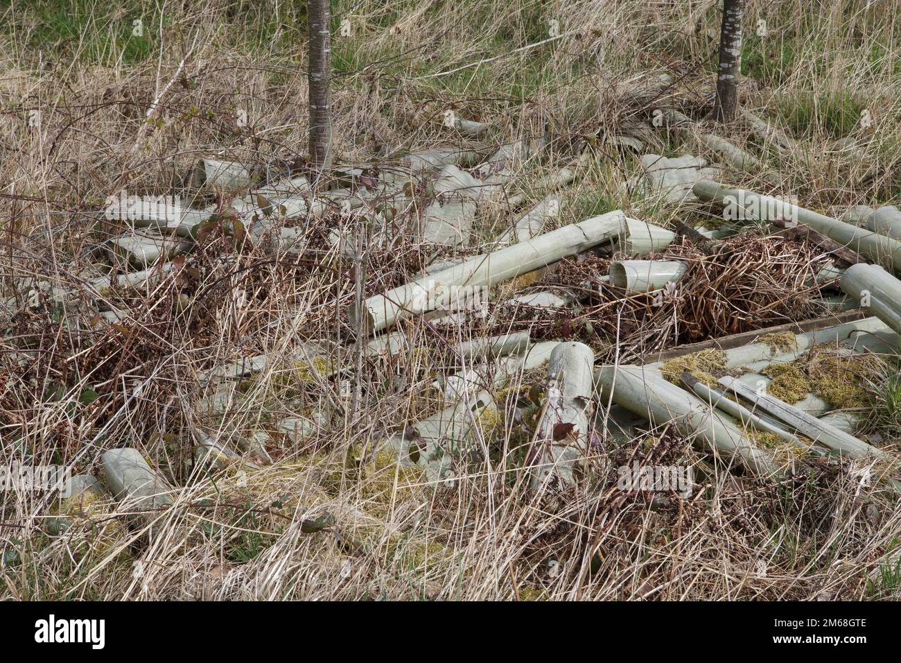 Plastic tree guards litter near a hedgerow after being used to protect hawthorn planted as a hedge Stock Photo
