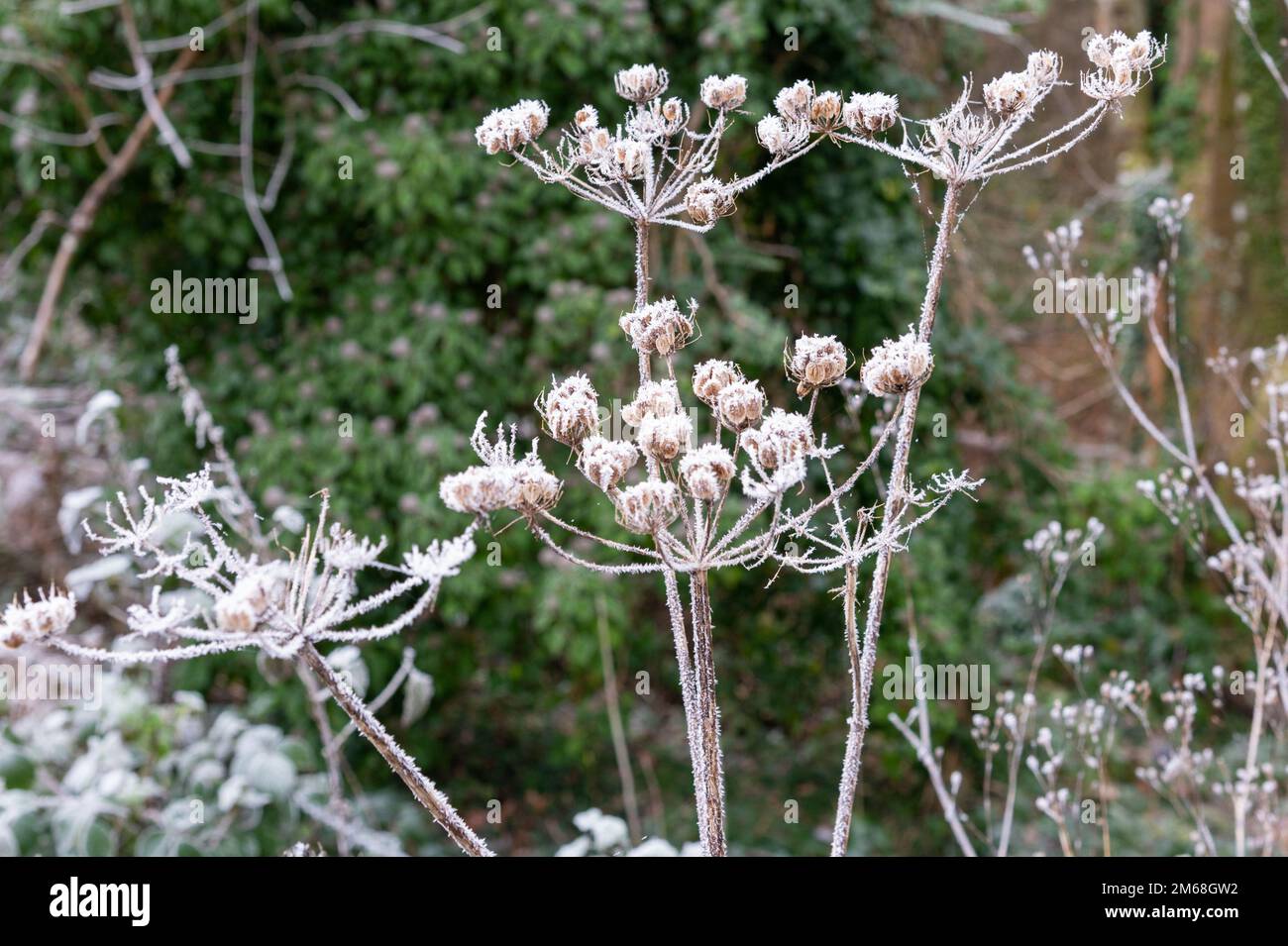 Cow Parsley seed head with winter frost, anthriscus sylvestris Stock