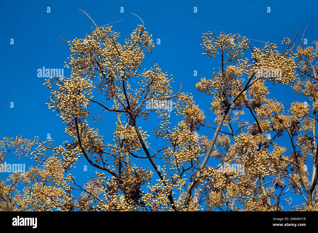 White cedar tree with fruits, Melia azedarach, poisonous to humans (not