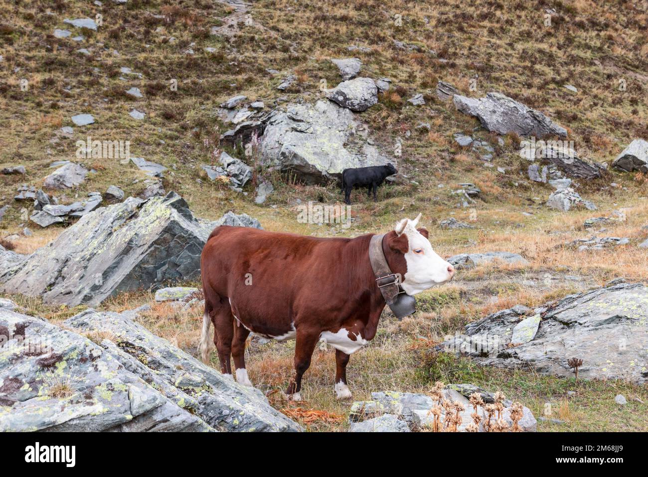 Beautiful alpine brown skin cow, poses for camera, massive metal bell on wide leather belt on her neck. Aosta valley, Italy Stock Photo