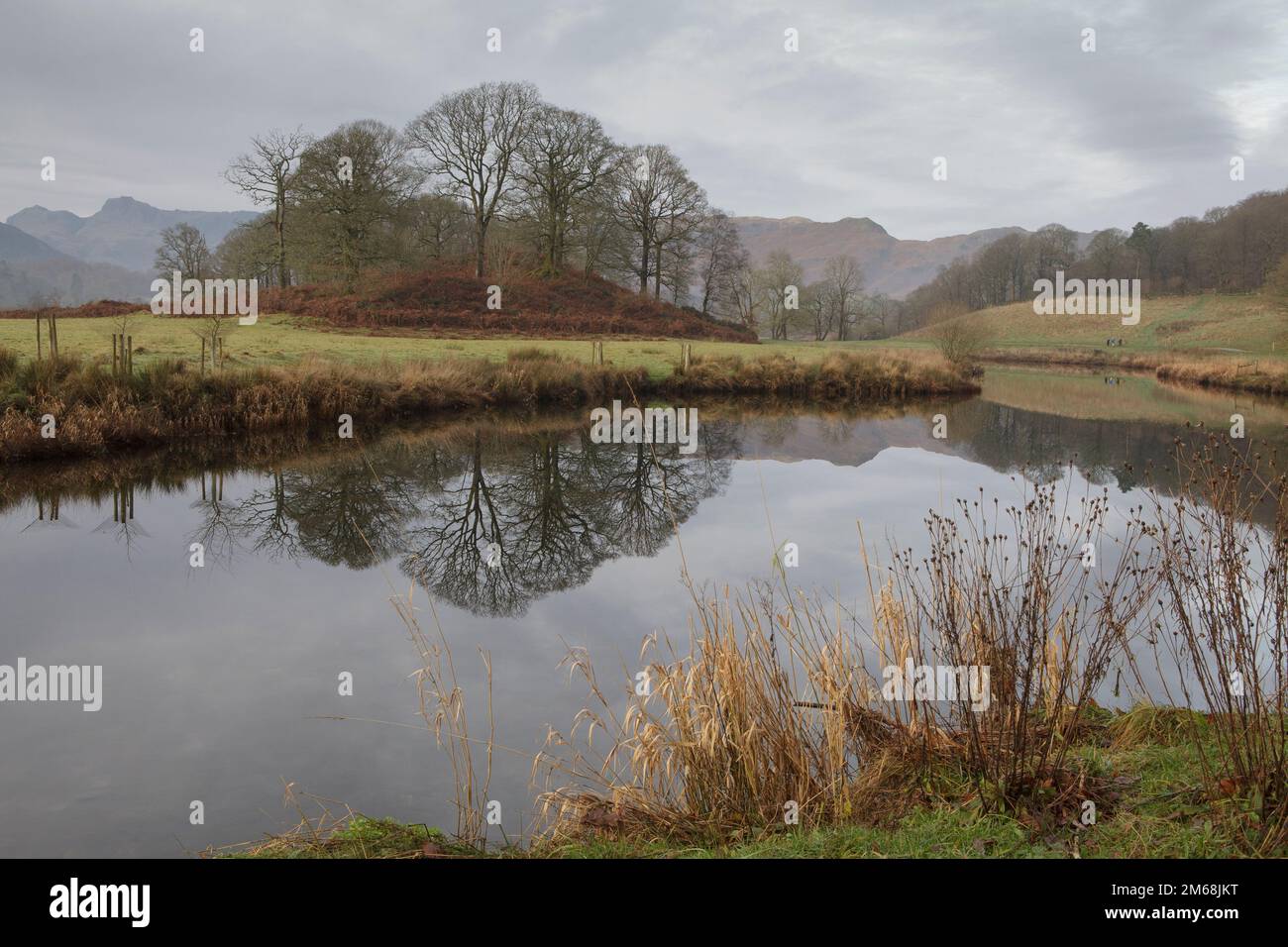 A copse of trees reflected in the River Brathay in the Lake District. With the Langdale Hills in the background Stock Photo