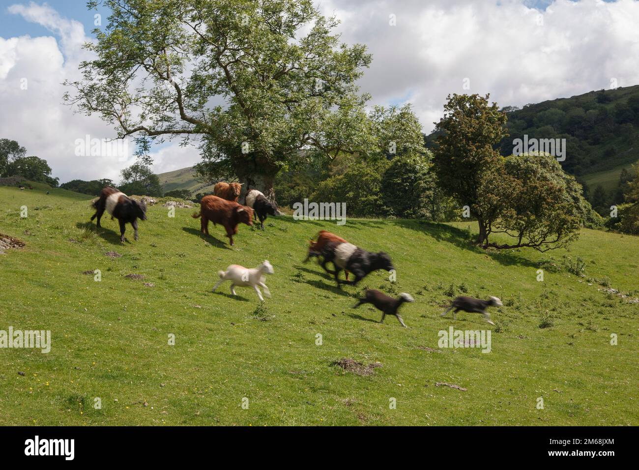 A herd of cows and sheep stampede after being scared by a loose dog. Near Ambleside in the Lake District Stock Photo