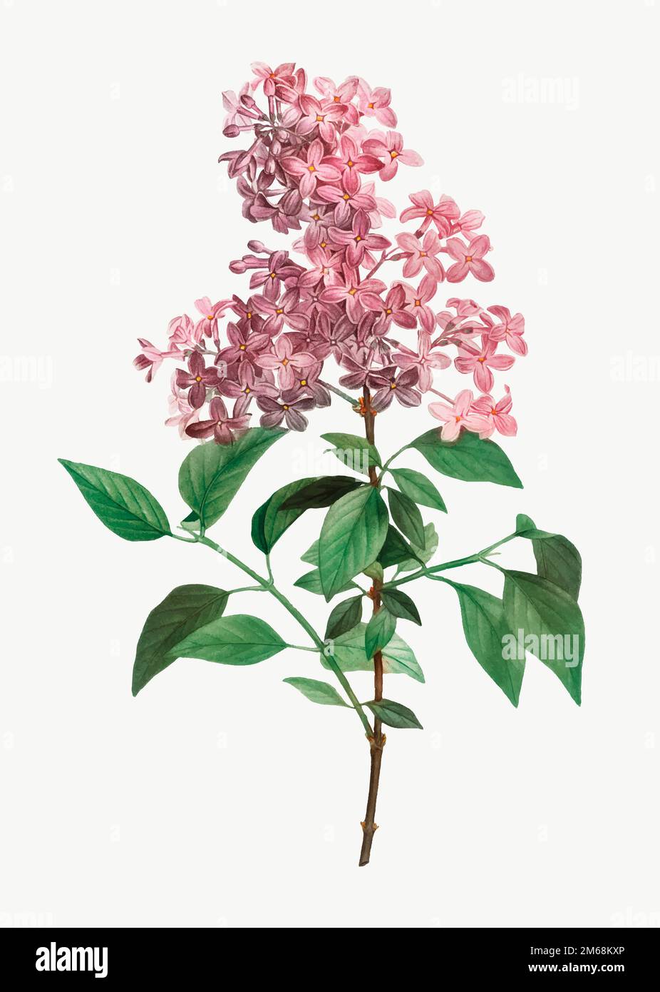 Vintage Chinese lilac branch vector Stock Vector