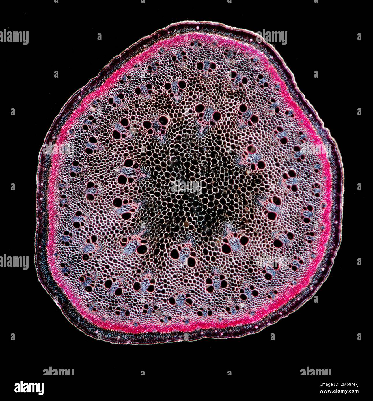 Asparagus stem TS, darkfield photomicrograph Stock Photo