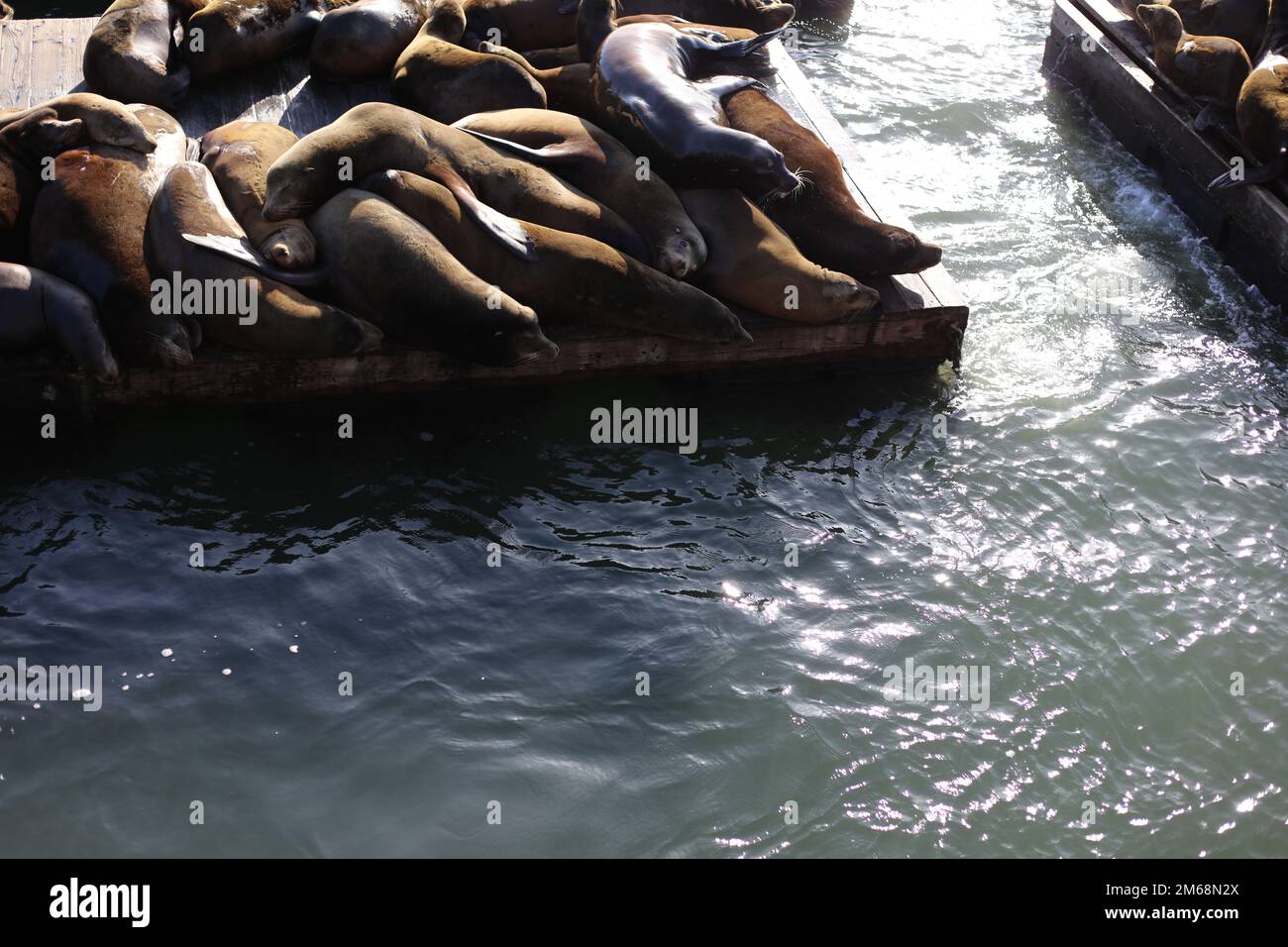 Sealions at the bay of SF Stock Photo
