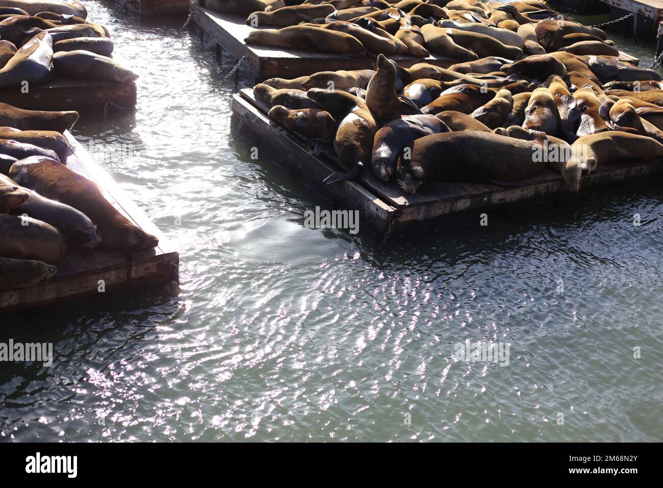 Sealions at the bay of SF Stock Photo