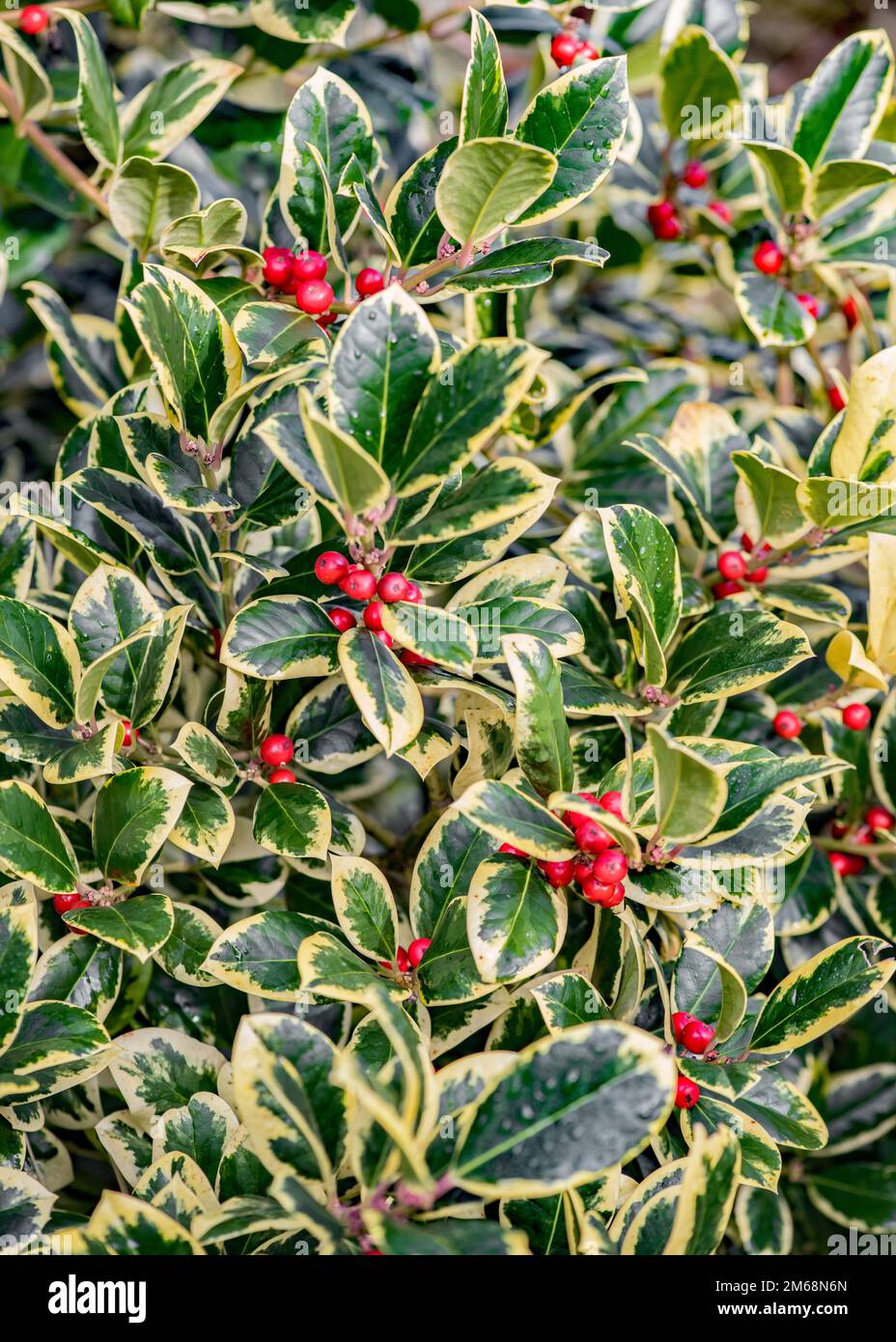 Ilex altaclerensis Golden King Holly tree.The glossy green leaves are flat and rounded in shape with beautiful golden yellow variegated margins Stock Photo
