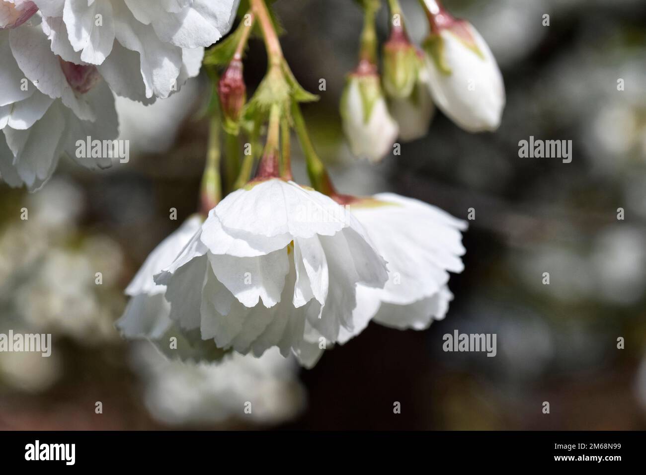 close up of japanese blossom Stock Photo