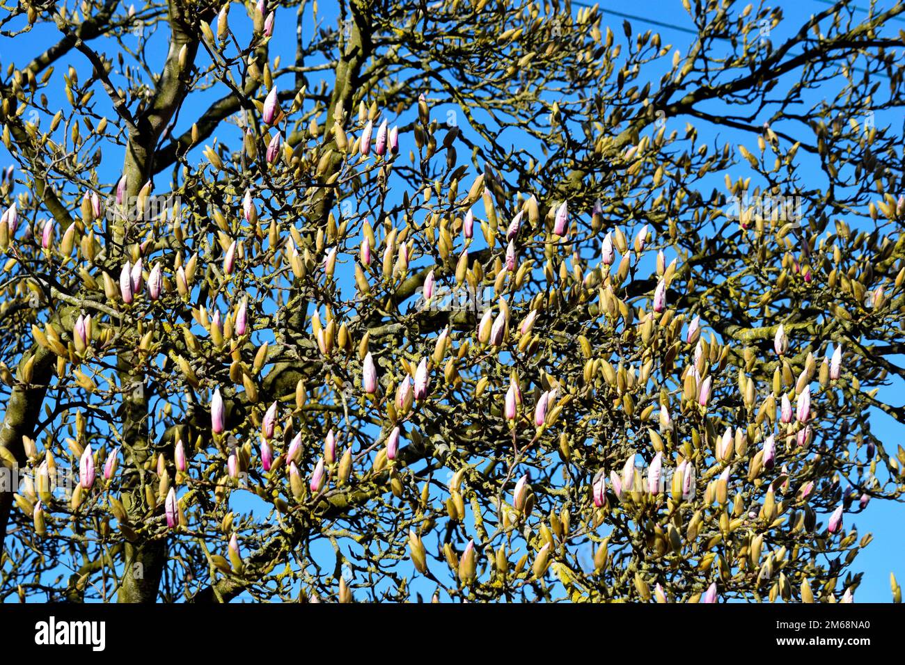Magnolia tree buds Stock Photo - Alamy