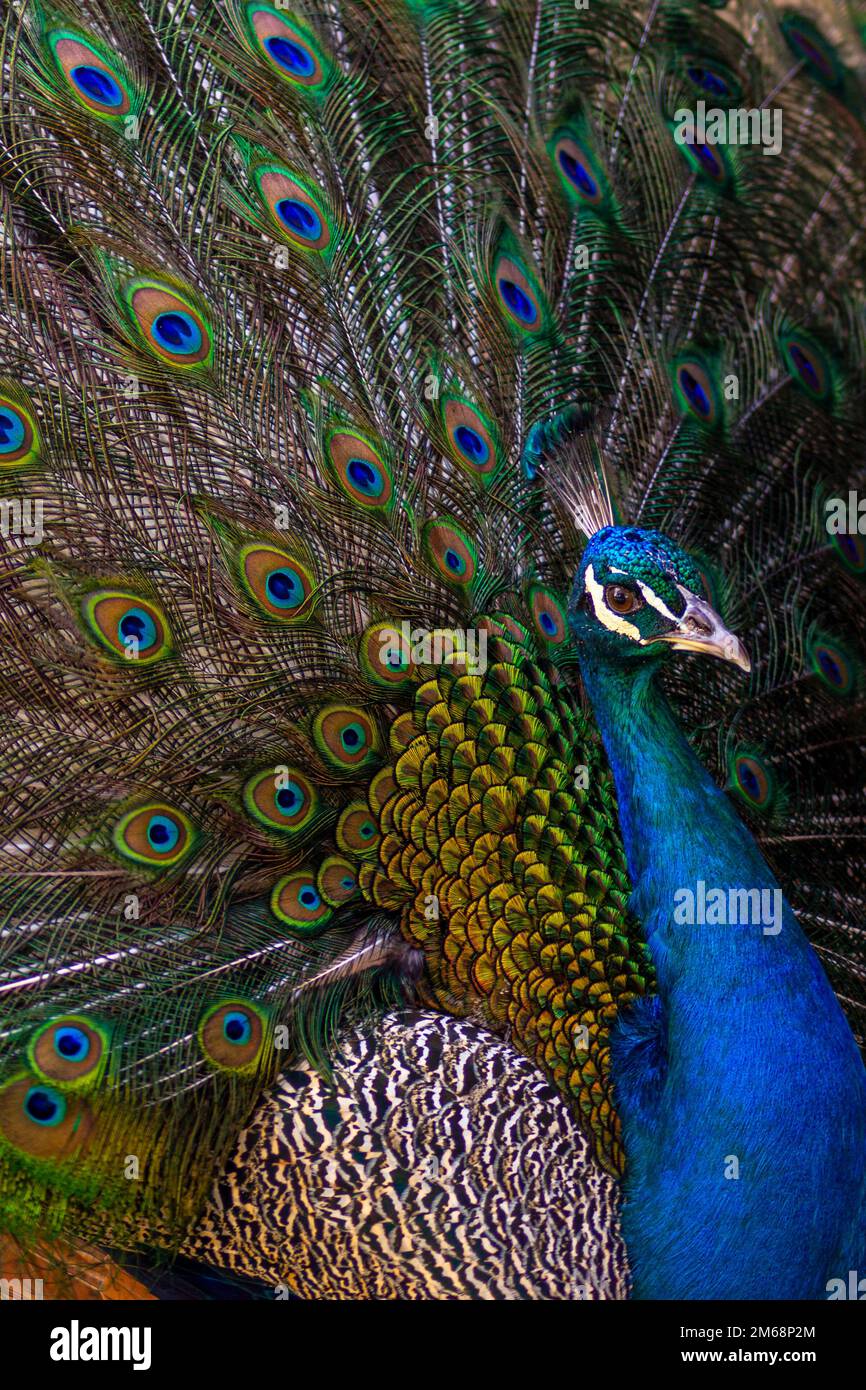 A Peacock peacocking his beautiful feathers Stock Photo - Alamy