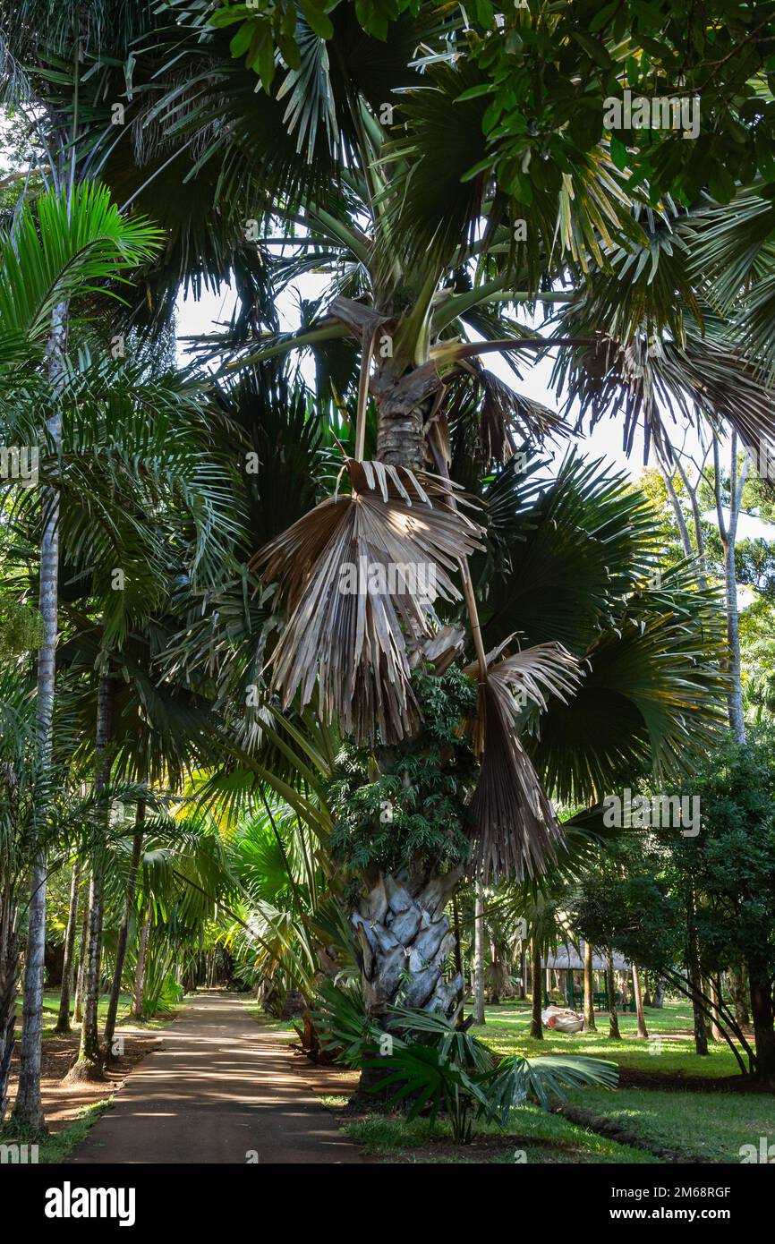 Talipot palm corypha umbraculifera at Sir Seewosagur Ramgoolam Botancial Garden in Pamplemousses, Mauritius Stock Photo