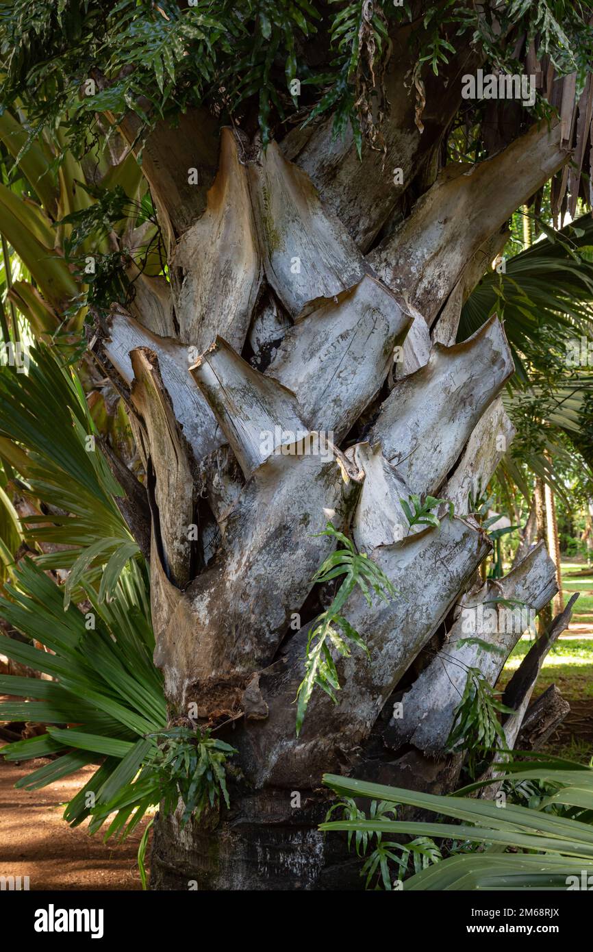 Trunk of talipot palm corypha umbraculifera at Sir Seewosagur Ramgoolam Botancial Garden in Pamplemousses, Mauritius Stock Photo