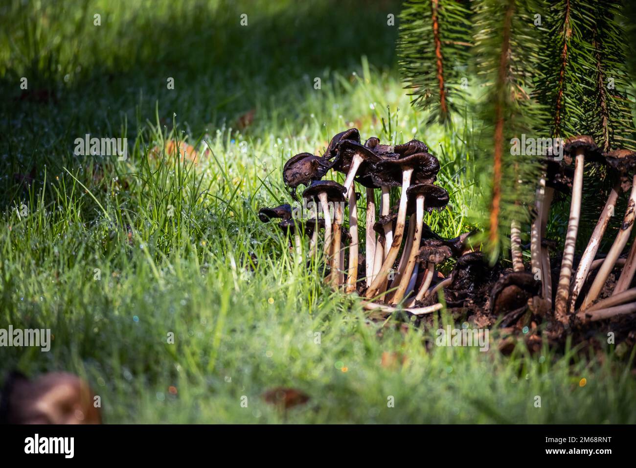 Psilocybin magic mushrooms growing in forest. Naturally psychoactive and hallucinogenic compound concept. Stock Photo