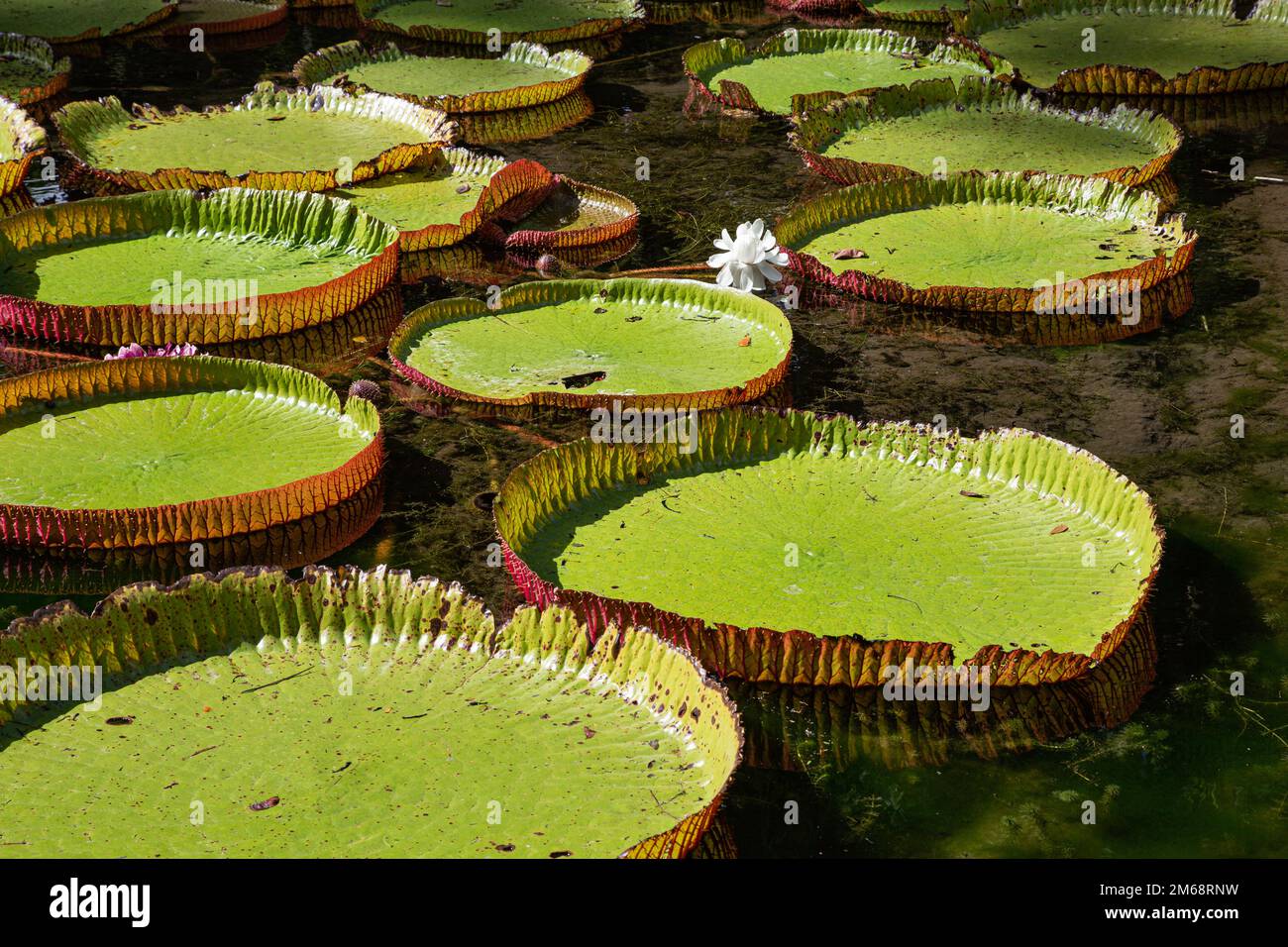Giant water lily Victoria amazonica regia at Sir Seewosagur Ramgoolam Botancial Garden in Pamplemousses, Mauritius Stock Photo