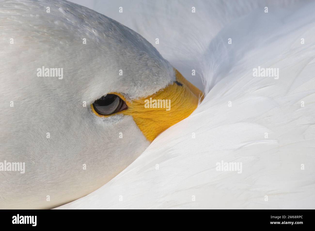 A white swan in close up curls and places beak under wing to rest so only small part of yellow bill is visible whilst keeping clear eye open ready Stock Photo