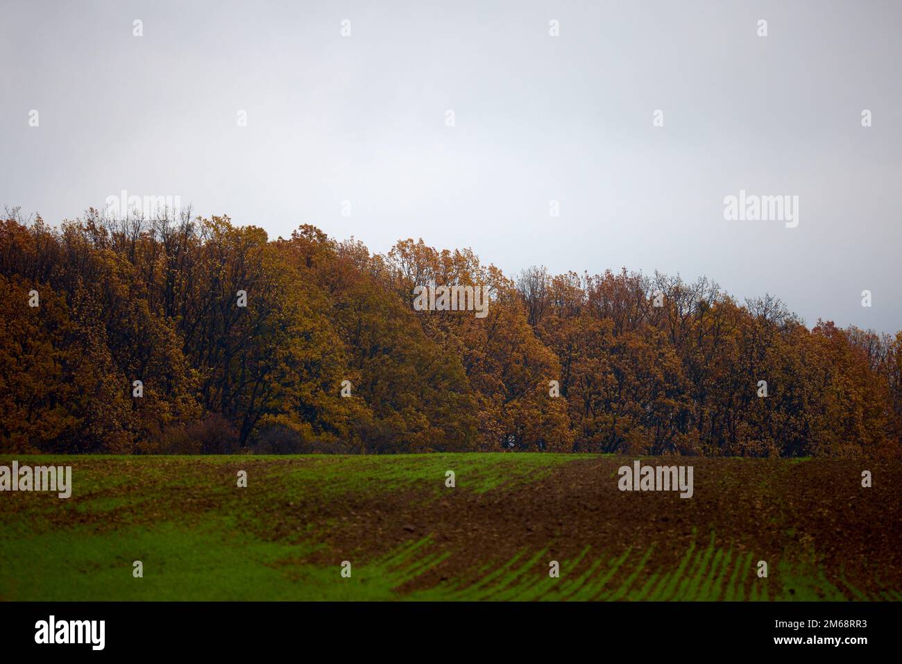 beautiful landscape with trees in autumn Stock Photo - Alamy