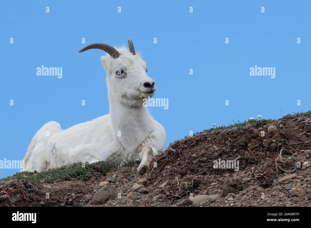 Alaskan all white wild Dall Sheep with detailed curved horns rests on ridge with leg hanging over side against bright blue sky as background Stock Photo