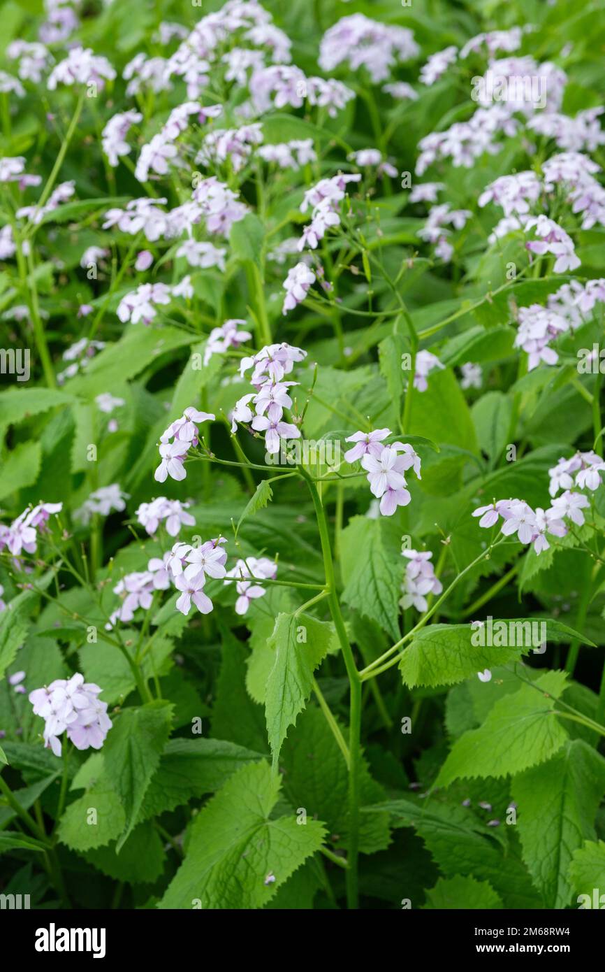 Perennial honesty, Lunaria rediviva, pale mauve flowers in late spring Stock Photo