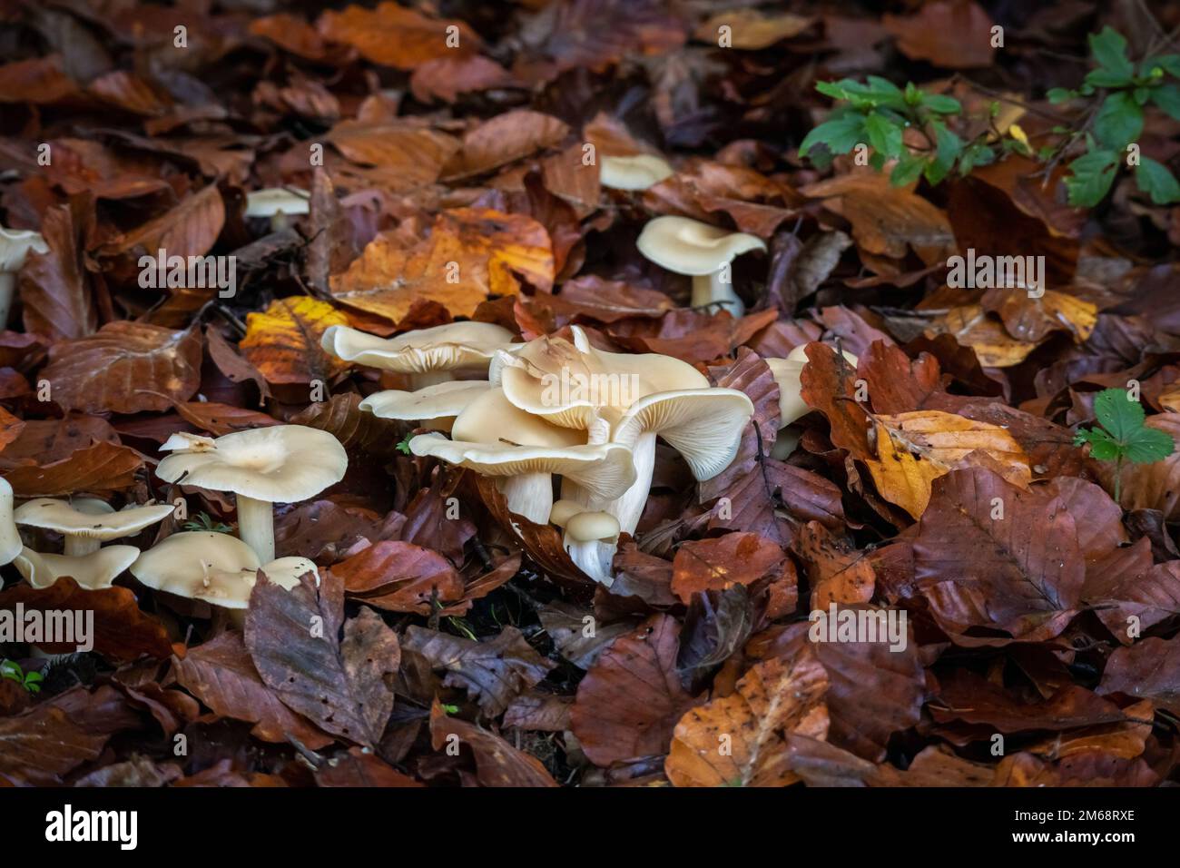 Psilocybin magic mushrooms growing in forest. Naturally psychoactive and hallucinogenic compound concept. Stock Photo